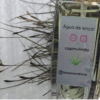 Transforme suas noites em momentos de puro conforto e frescor com nossa Água de Lençol de 50ml. - Image 4